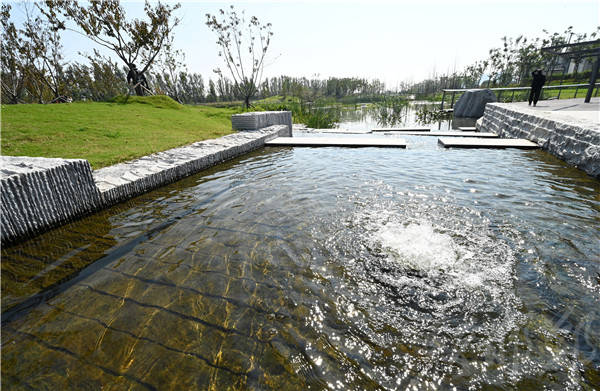 黑臭水体污染现状及治理方法探究——以水生生物为核心的生态修复路径