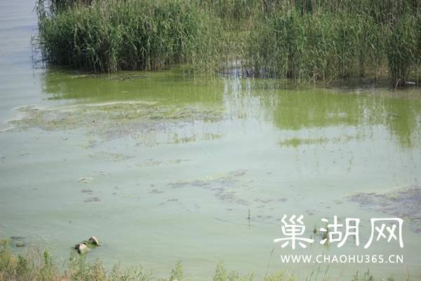巢湖蓝藻又见抬头 水污染治理的警钟为谁而鸣